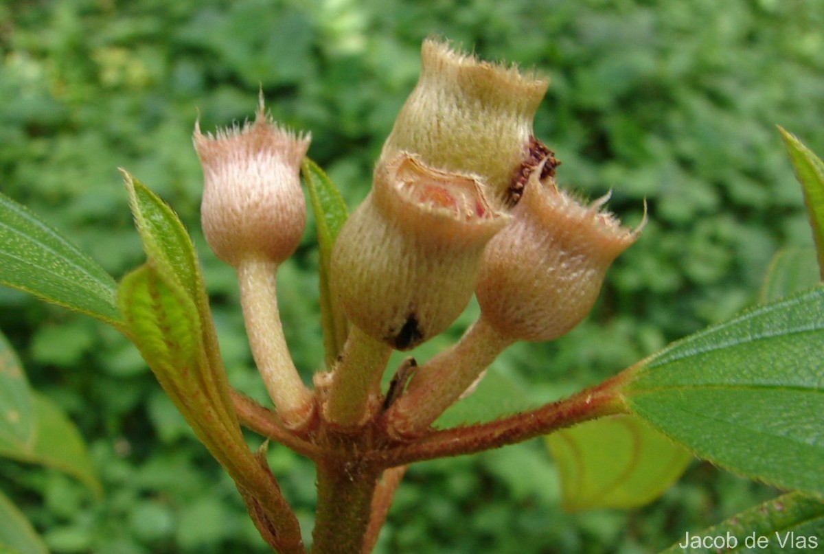 Melastoma malabathricum L.